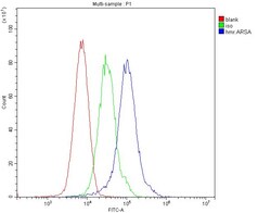 Invitrogen Arylsulfatase A Monoclonal Antibody (4C10) 100 &mu;g; Unconjugated:Antibodies,