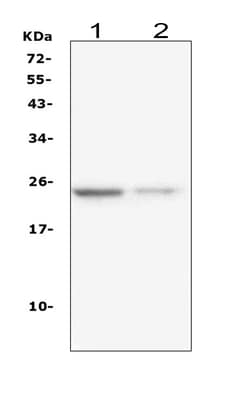 Invitrogen IL-22 Monoclonal Antibody (7F2) 100 &mu;g; Unconjugated:Antibodies,