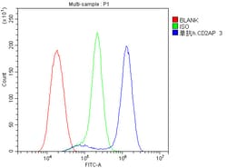 Invitrogen CD2AP Monoclonal Antibody (5F8) 100 &mu;g; Unconjugated:Antibodies,