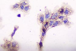 Invitrogen CD2AP Monoclonal Antibody (5F8) 100 &mu;g; Unconjugated:Antibodies,