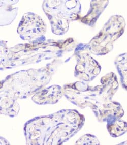 Invitrogen CD2AP Monoclonal Antibody (5F8) 100 &mu;g; Unconjugated:Antibodies,