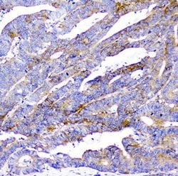 Invitrogen CD2AP Monoclonal Antibody (5F8) 100 &mu;g; Unconjugated:Antibodies,