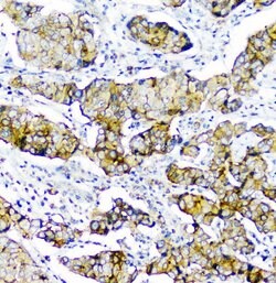Invitrogen CD2AP Monoclonal Antibody (5F8) 100 &mu;g; Unconjugated:Antibodies,
