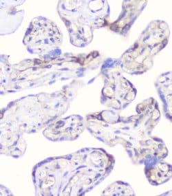 Invitrogen CD2AP Monoclonal Antibody (5F8) 100 &mu;g; Unconjugated:Antibodies,
