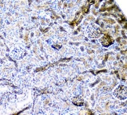 Invitrogen CD2AP Monoclonal Antibody (5F8) 100 &mu;g; Unconjugated:Antibodies,