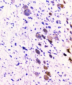 Invitrogen CD2AP Monoclonal Antibody (5F8) 100 &mu;g; Unconjugated:Antibodies,