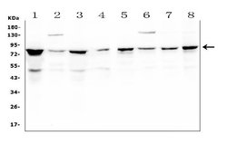 Invitrogen CD2AP Monoclonal Antibody (5F8) 100 &mu;g; Unconjugated:Antibodies,