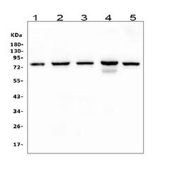 Invitrogen CD2AP Monoclonal Antibody (5F8) 100 &mu;g; Unconjugated:Antibodies,