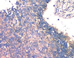 Invitrogen Fumarase Monoclonal Antibody (9D8) 100 &mu;g; Unconjugated:Antibodies,