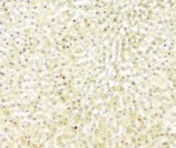 Invitrogen Fumarase Monoclonal Antibody (9D8) 100 &mu;g; Unconjugated:Antibodies,