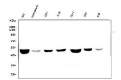 Invitrogen Fumarase Monoclonal Antibody (9D8) 100 &mu;g; Unconjugated:Antibodies,