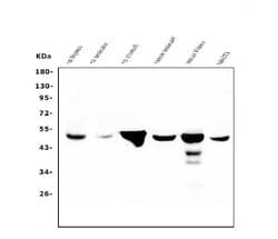 Invitrogen Fumarase Monoclonal Antibody (9D8) 100 &mu;g; Unconjugated:Antibodies,