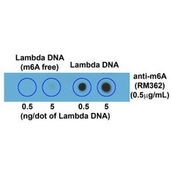 Invitrogen&trade;&nbsp;N6-Methyladenosine (m6A) Recombinant Rabbit Monoclonal Antibody (RM362)