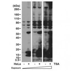 Invitrogen Acetylated Lysine Recombinant Rabbit Monoclonal Antibody (RM101)