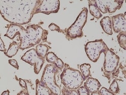 Invitrogen Placental Alkaline Phosphatase Recombinant Rabbit Monoclonal
