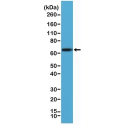 Invitrogen Placental Alkaline Phosphatase Recombinant Rabbit Monoclonal