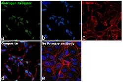 Invitrogen Androgen Receptor Recombinant Rabbit Monoclonal Antibody (RM254) 100 &mu;L | Buy Online | Invitrogen&trade; | Fisher Scientific