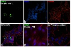 Invitrogen Chromogranin A Recombinant Rabbit Monoclonal Antibody (RM385) 100 &mu;L | Buy Online | Invitrogen&trade; | Fisher Scientific