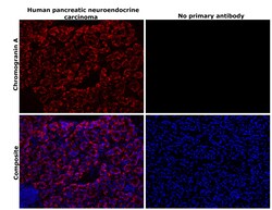 Invitrogen Chromogranin A Recombinant Rabbit Monoclonal Antibody (RM385) 100 &mu;L | Buy Online | Invitrogen&trade; | Fisher Scientific