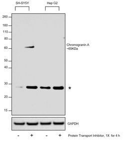 Invitrogen Chromogranin A Recombinant Rabbit Monoclonal Antibody (RM385) 100 &mu;L | Buy Online | Invitrogen&trade; | Fisher Scientific