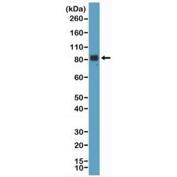 Invitrogen Chromogranin A Recombinant Rabbit Monoclonal Antibody (RM385) 100 &mu;L | Buy Online | Invitrogen&trade; | Fisher Scientific