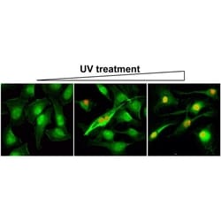 Invitrogen Phospho-gamma-H2AX (Ser139) Recombinant Rabbit Monoclonal Antibody