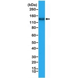 Invitrogen CD31 Recombinant Rabbit Monoclonal Antibody (RM247) 100 &mu;L;