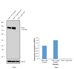 Invitrogen CD31 Recombinant Rabbit Monoclonal Antibody (RM247) 100 &mu;L;