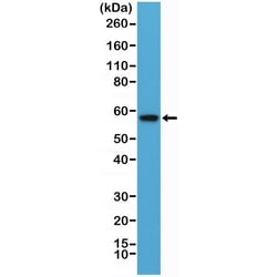 Invitrogen AKT1 (PH domain) Recombinant Rabbit Monoclonal Antibody (RM316)