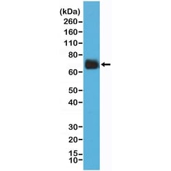 Invitrogen COX2 Recombinant Rabbit Monoclonal Antibody (RM348) 100 &mu;L | Buy Online | Invitrogen&trade; | Fisher Scientific