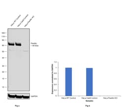 Invitrogen Paxillin Recombinant Rabbit Monoclonal Antibody (RM256) 100 &mu;L | Buy Online | Invitrogen&trade; | Fisher Scientific