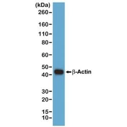 Invitrogen beta Actin Recombinant Rabbit Monoclonal Antibody (RM112) 100 &mu;L | Buy Online | Invitrogen&trade; | Fisher Scientific