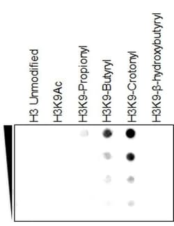 Invitrogen H3K9cr Recombinant Rabbit Monoclonal Antibody (RM339) 100 &mu;g;