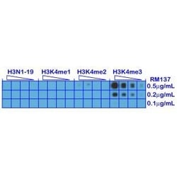 Invitrogen H3K4me3 Recombinant Rabbit Monoclonal Antibody (RM137) 100 &mu;g;