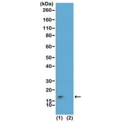 Invitrogen H3K9me3S10ph Recombinant Rabbit Monoclonal Antibody (RM162)