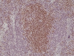Invitrogen PAX5 Recombinant Rabbit Monoclonal Antibody (RM331) 100 &mu;L;