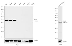 Invitrogen PAX5 Recombinant Rabbit Monoclonal Antibody (RM331) 100 &mu;L;