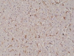 Invitrogen Caveolin 1 Recombinant Rabbit Monoclonal Antibody (RM325) 100