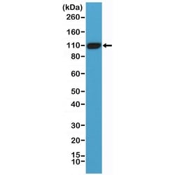 Invitrogen PSMA Recombinant Rabbit Monoclonal Antibody (RM327) 100 &mu;L;