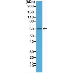 Invitrogen AMPK alpha-1 Recombinant Rabbit Monoclonal Antibody (RM301) 100 &mu;L | Buy Online | Invitrogen&trade; | Fisher Scientific