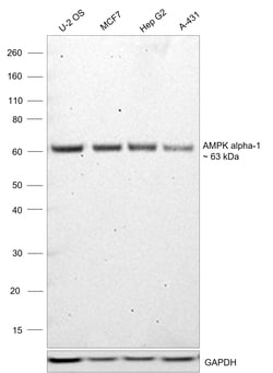 Invitrogen AMPK alpha-1 Recombinant Rabbit Monoclonal Antibody (RM301) 100 &mu;L | Buy Online | Invitrogen&trade; | Fisher Scientific
