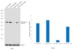 Invitrogen AMPK alpha-1 Recombinant Rabbit Monoclonal Antibody (RM301) 100 &mu;L | Buy Online | Invitrogen&trade; | Fisher Scientific