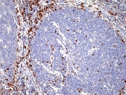 Invitrogen IRF4 Recombinant Rabbit Monoclonal Antibody (RM352) 100 &mu;L;