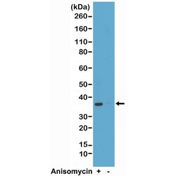 Invitrogen Phospho-p38 MAPK beta (Thr180, Tyr182) Recombinant Rabbit Monoclonal