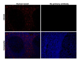 Invitrogen&trade;&nbsp;CD163 Recombinant Rabbit Monoclonal Antibody (RM371)