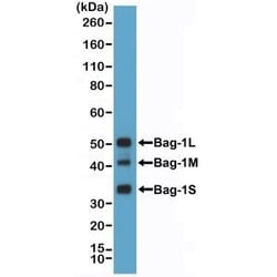 Invitrogen BAG1L Recombinant Rabbit Monoclonal Antibody (RM356) 100 &mu;L | Buy Online | Invitrogen&trade; | Fisher Scientific