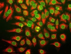 Invitrogen Nuclear Pore Complex Monoclonal Antibody (39C7) 100 &mu;L; Unconjugated:Antibodies,