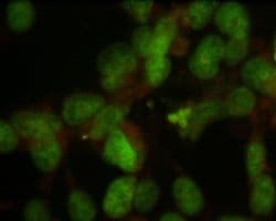 Invitrogen&trade;&nbsp;Nuclear Antigen Monoclonal Antibody (235-1)