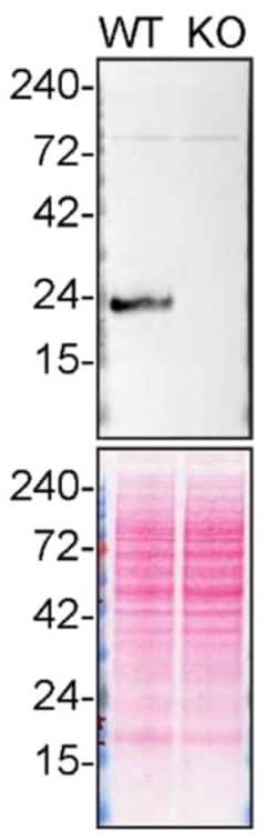 Invitrogen DJ-1 Monoclonal Antibody (4H4) 100 &mu;L | Buy Online | Invitrogen&trade; | Fisher Scientific
