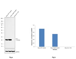 Invitrogen DJ-1 Monoclonal Antibody (4H4) 100 &mu;L; Unconjugated:Antibodies,